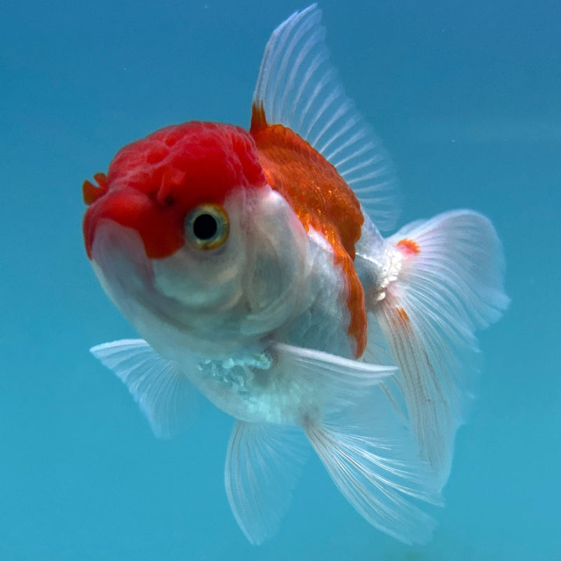 Thai Red-Cap Oranda 2“ Body Male (JCD-137)R4B10