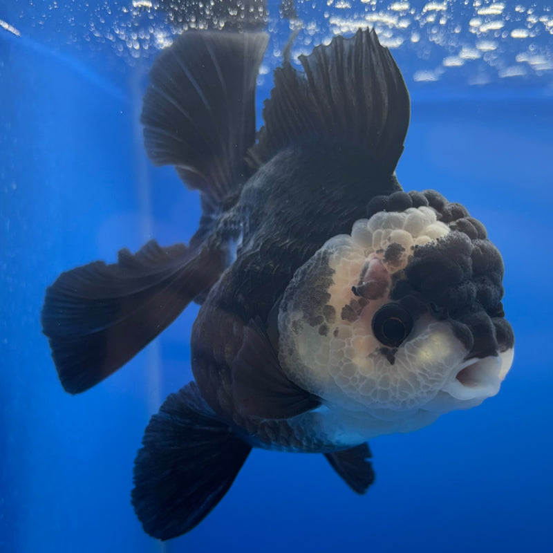 Thai Oranda JUMBO Panda 3.5” Body Female(CK-1373)R1B12