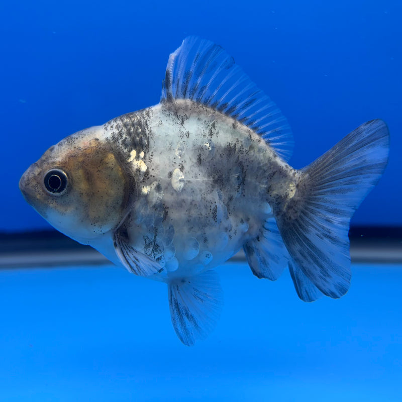 Thai Oranda SHOGUN 2.5” Body Female(CK-736)R1A09