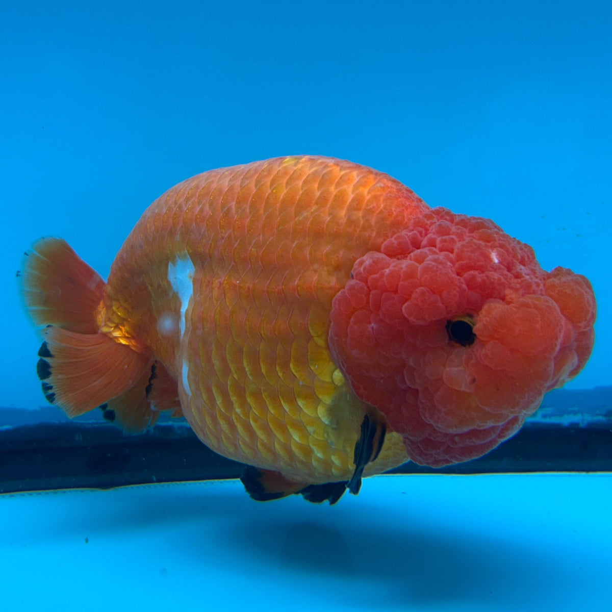 Live Premium Fancy Goldfish Super Jumbo Ranchu Red & White 6