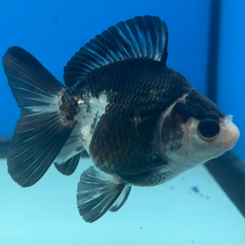 Thai Oranda Panda/Tri-Color 3” Body Male(CK-1429)R3B18