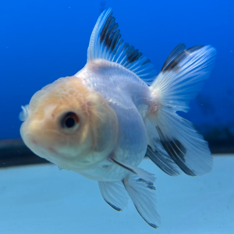 Thai Oranda Panda 2” Body Female(CK-1010)R3B15