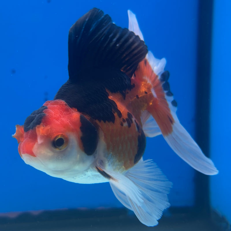 Thai Oranda Apache 3” Body Male(CK-1407)R1B09