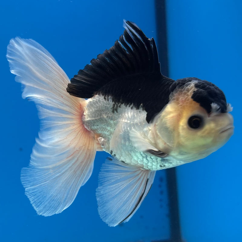 Thai Oranda Panda 3.5” Body Male(CK-926)R1BLUETUB4