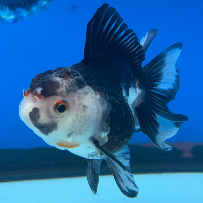 Thai Oranda NOK Tri-Color 2.5” Body Female(NOK-CK-1180)R3B16