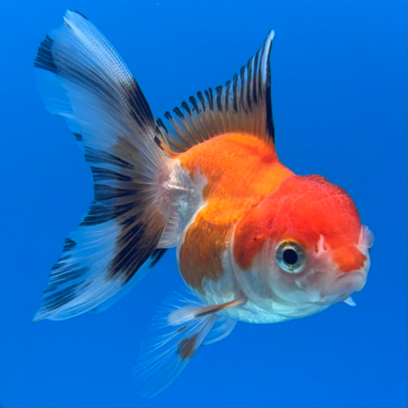 Thai Oranda Tri-Color/Apache 2” Body Female(CK-1284)R3B03