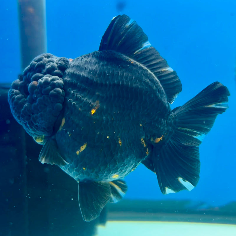 Thai Oranda Tri-Color 3” Body Female(QGF-CK-1100)SHOWTANK