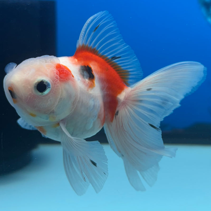 Thai Oranda Tri-Color Calico 2” Body Female(CK-1279)R3B04