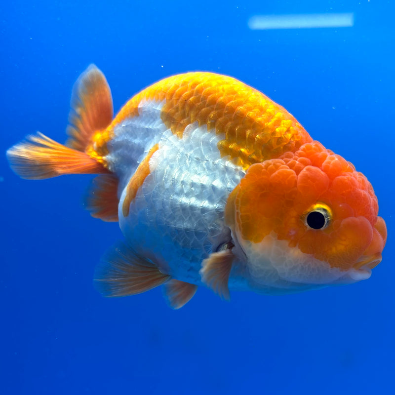 Thai Ranchu Red/White 3.5” Body Male(CK-828)R3A13