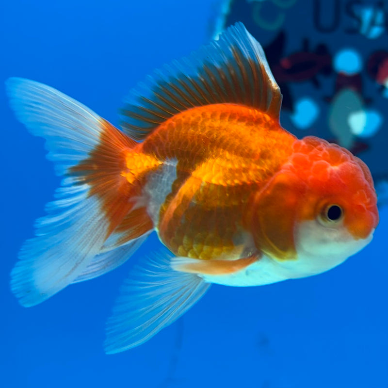 Thai Oranda Red/White 2” Body Male(CK-1277)R3B04