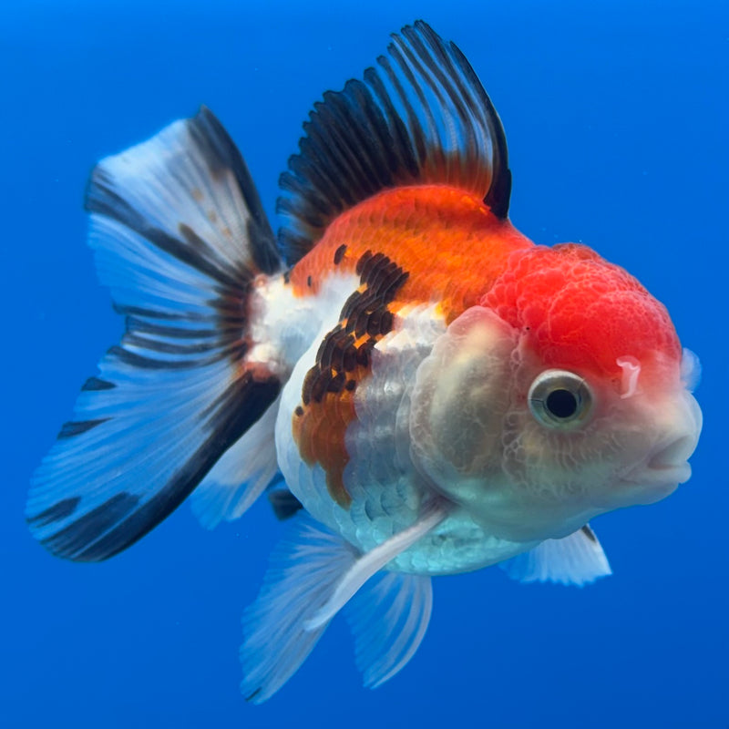 Thai Oranda NOK Apache/Tri-Color 2.5” Body Male(NOK-CK-1178)R3B16