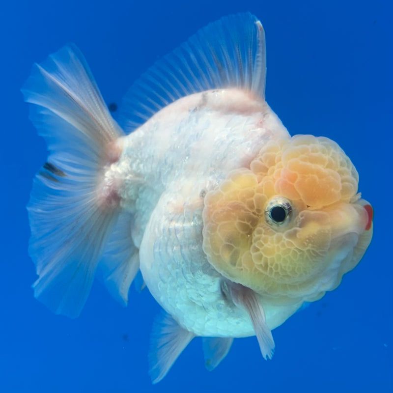 Thai Oranda White Polka Dot Lemon Head Calico 3” Body Male(QGF-CK-1076)SHOWTANK