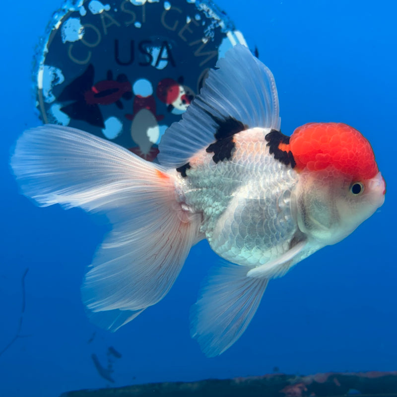 Thai Oranda Tri-Color 3.5” Body Male(CK-930)R1BLUETUB4