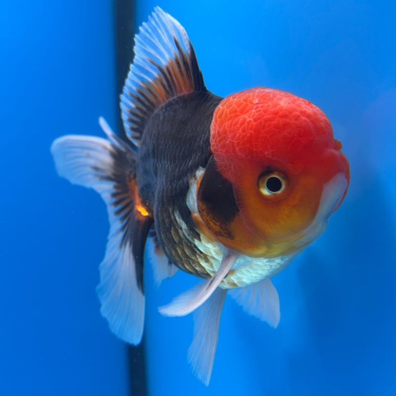 Thai Oranda Apache 3.5” Body Male(CK-912)R1BLUETUB4