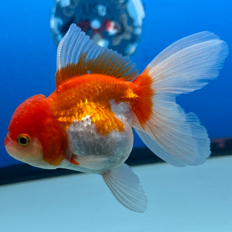Thai Oranda Red/White 2.5” Body Female(CK-1118)R3A16