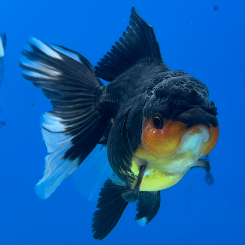 Thai Oranda Apache 3” Body Female(CK-967)R3B21