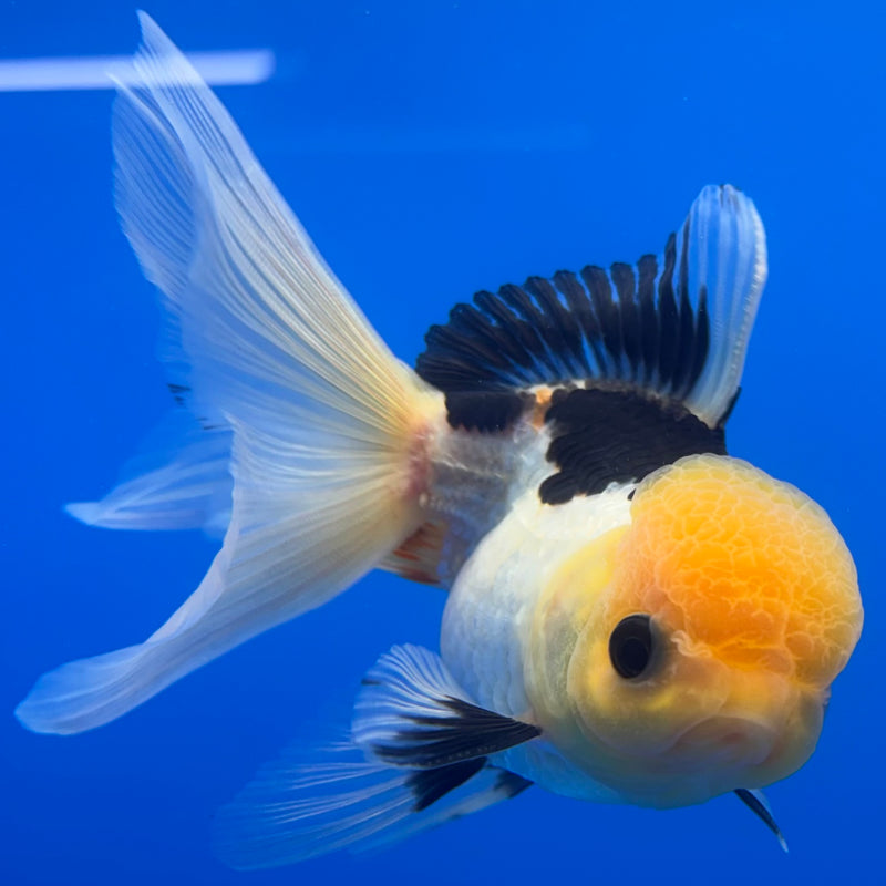 Thai Oranda Lemon Head Panda 3” Body Male(CK-1234)R1A11