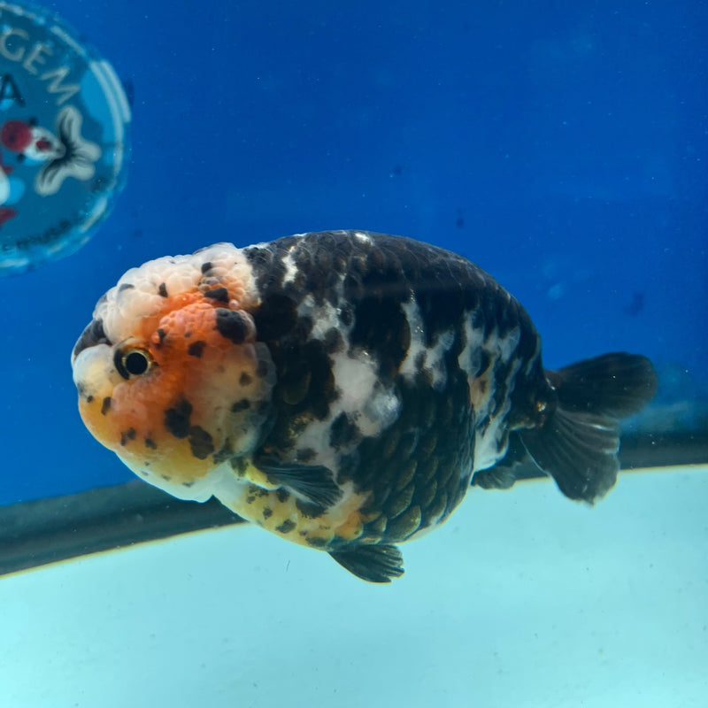 Chinese Ranchu Calico 3.5in Male (FEB-327)R2B01