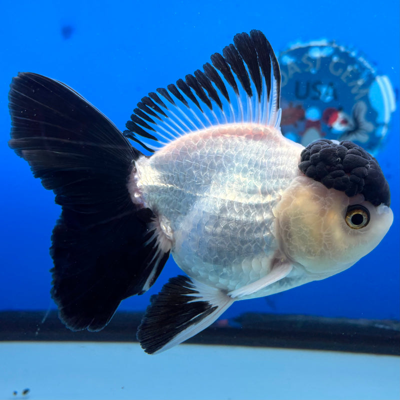 Thai Oranda Panda 3.5" Female(CK-1537)R2A07