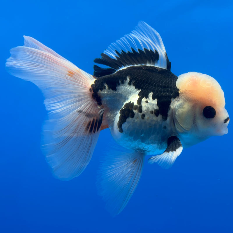 Thai Oranda Panda 3” Body Male(CK-1378)R1B11