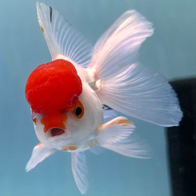 Thai Red-Cap Oranda 2“ Body Female (JCD-133)R4B12