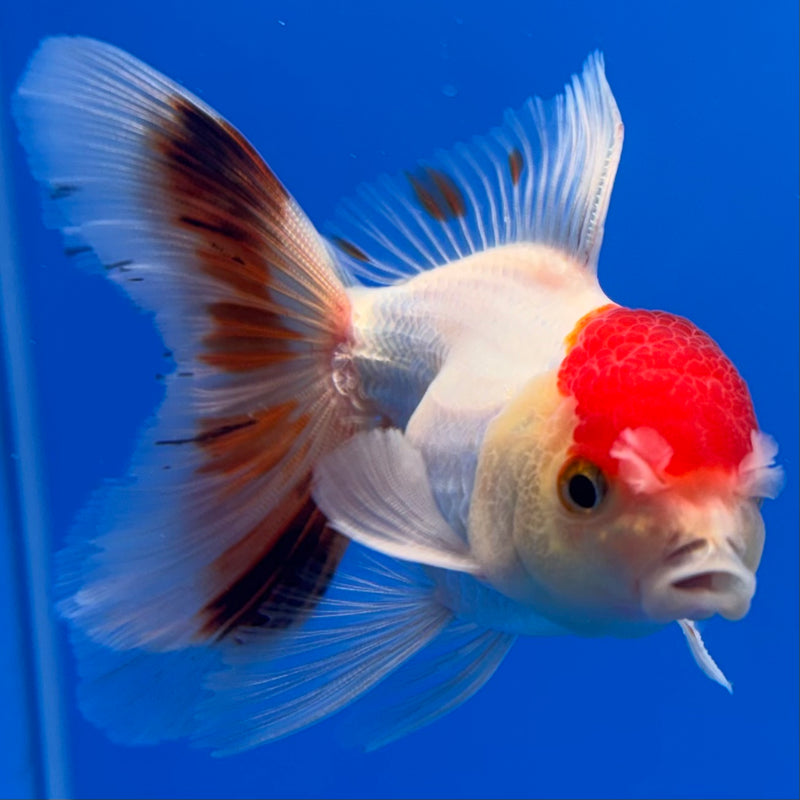 Thai Oranda White Body Red Cap 2.5” Body Male(CK-1307)R3B15