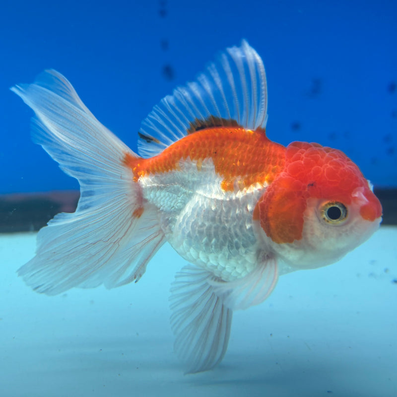 Thai Oranda Red/White 2” Body Male(CK-1278)R3B04