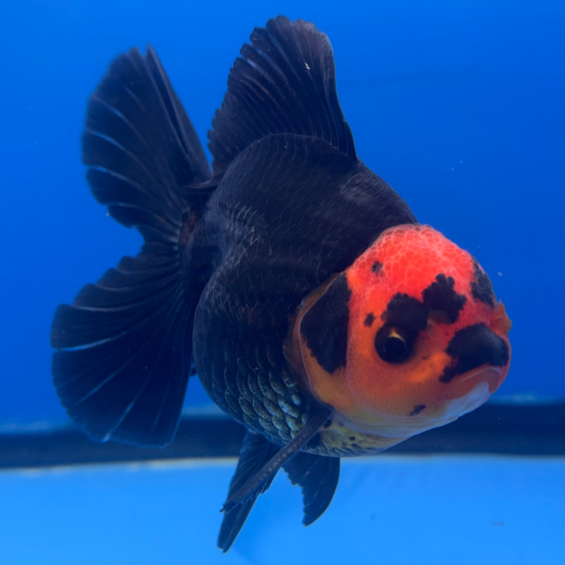 Thai Oranda Apache 3” Body Male(CK-841)R3B20