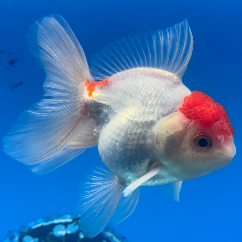 Thai Oranda White Body Red Cap 2.5” Body Male(CK-904)R3B14