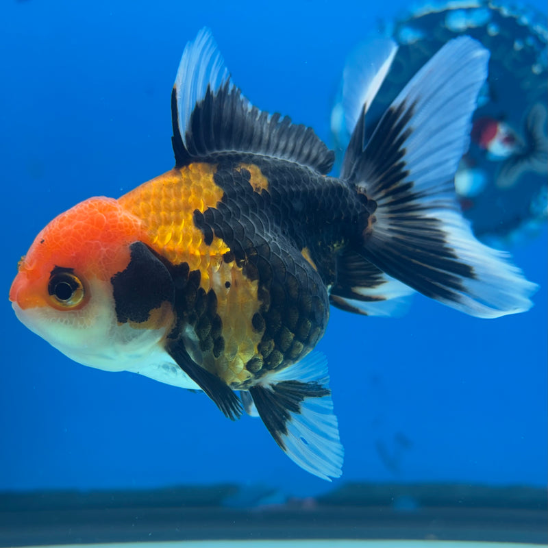 Thai Oranda Apache 2.5” Body Female(CK-1293)R3B01