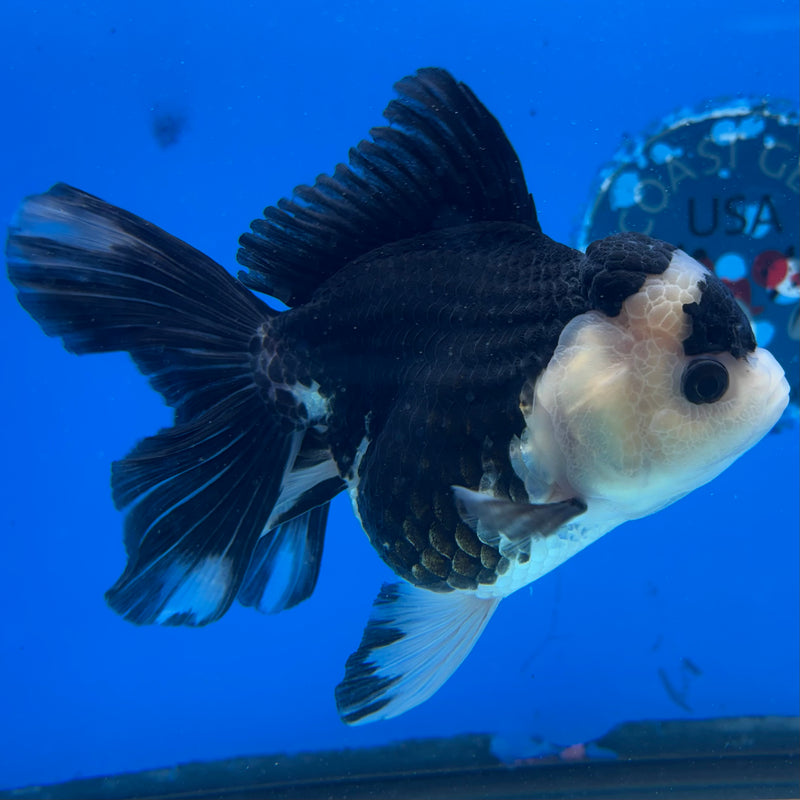Thai Oranda Panda 3.5" Female(CK-1532)R2A05