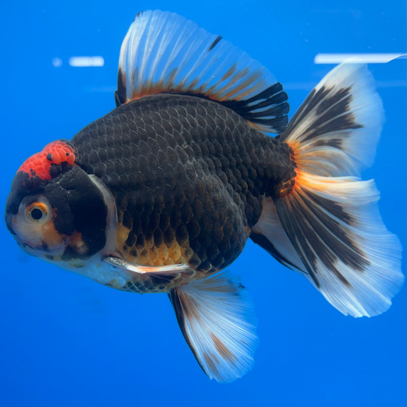 Thai Oranda Apache/Red Head 4.5” Body Male(CK-815)R1B02