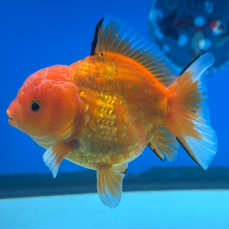 Thai Oranda Calico Red Yuanbao by SHOGUN 3” Body Male(CK-1203)SHOWTANK