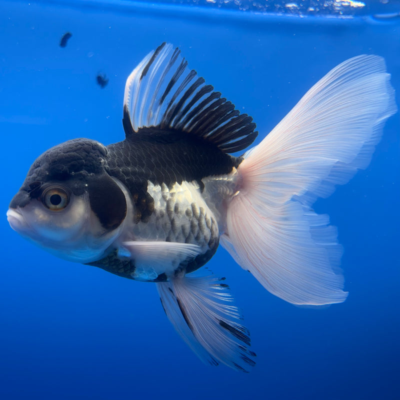 Thai Oranda Panda 3.5” Body Female(CK-727)R1A02