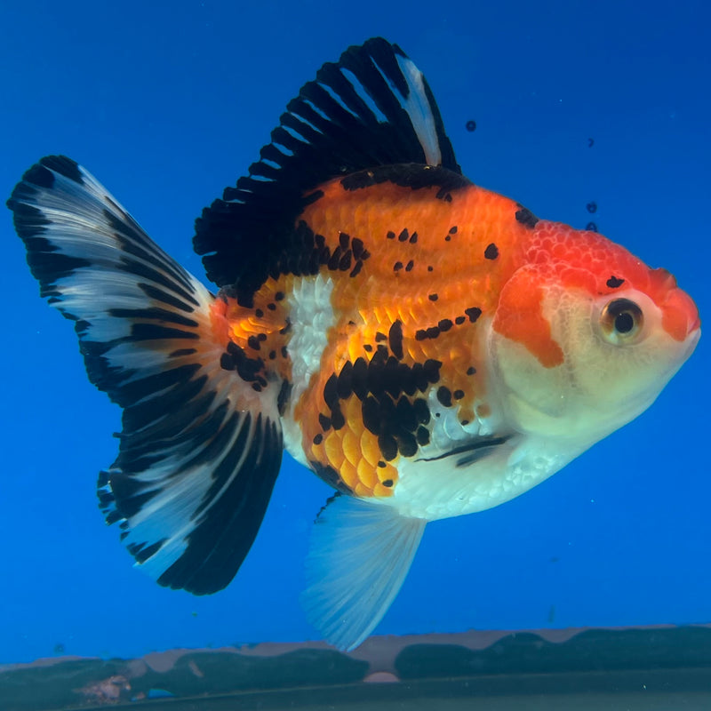 Thai Oranda Apache 3.5” Body Female(CK-1196)SHOWTANK