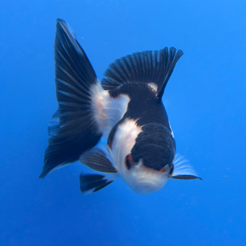 Thai Oranda Panda 2.5” Female (FEB-275)R3A09