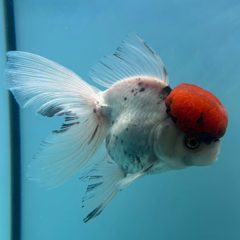Live Premium Fancy Goldfish Thai Oranda Red Cap White Body Male 3.5” Body (JC-003) R1A10