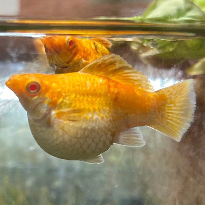 High Grade Golden Horse Balloon Molly (Poecilia sphenops)