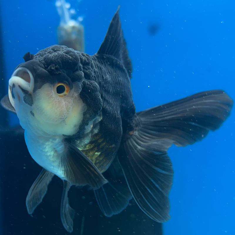 Thai Oranda Panda 3” Body Male(CK-1409)R1B09