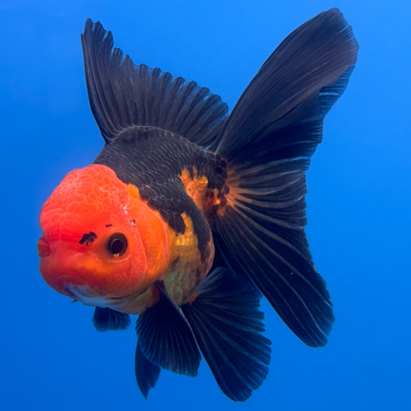 Thai Oranda Apache 3” Body Male(CK-689)R1A07