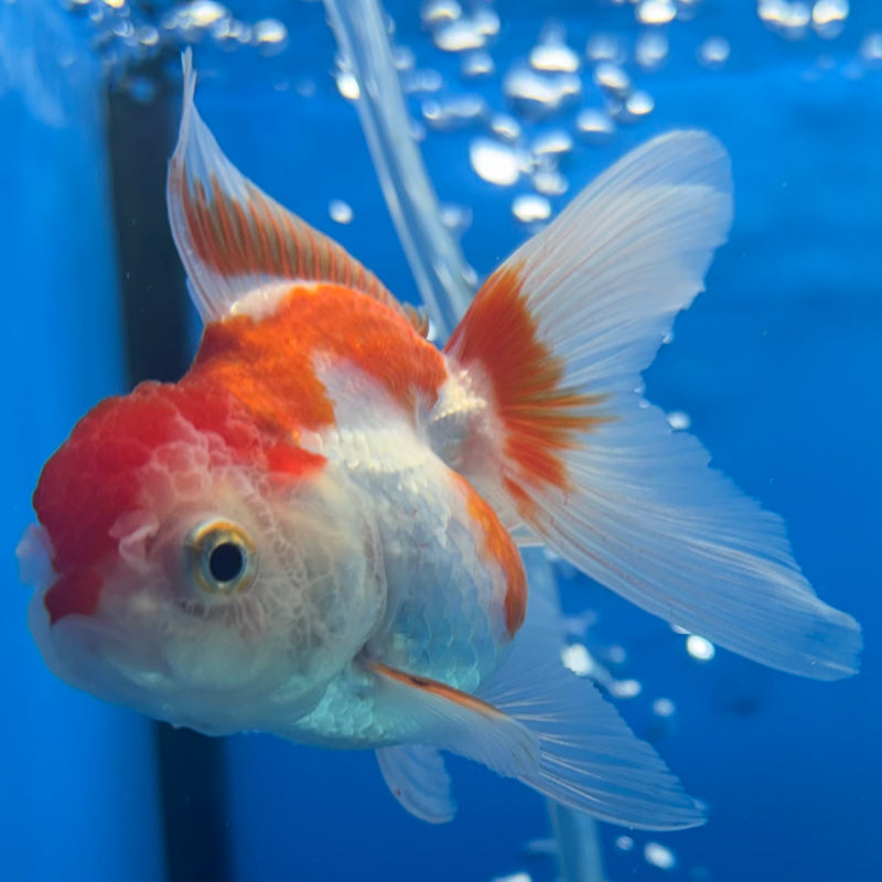 Thai Oranda Red/White 2” Body Female(CK-1271)R3B05
