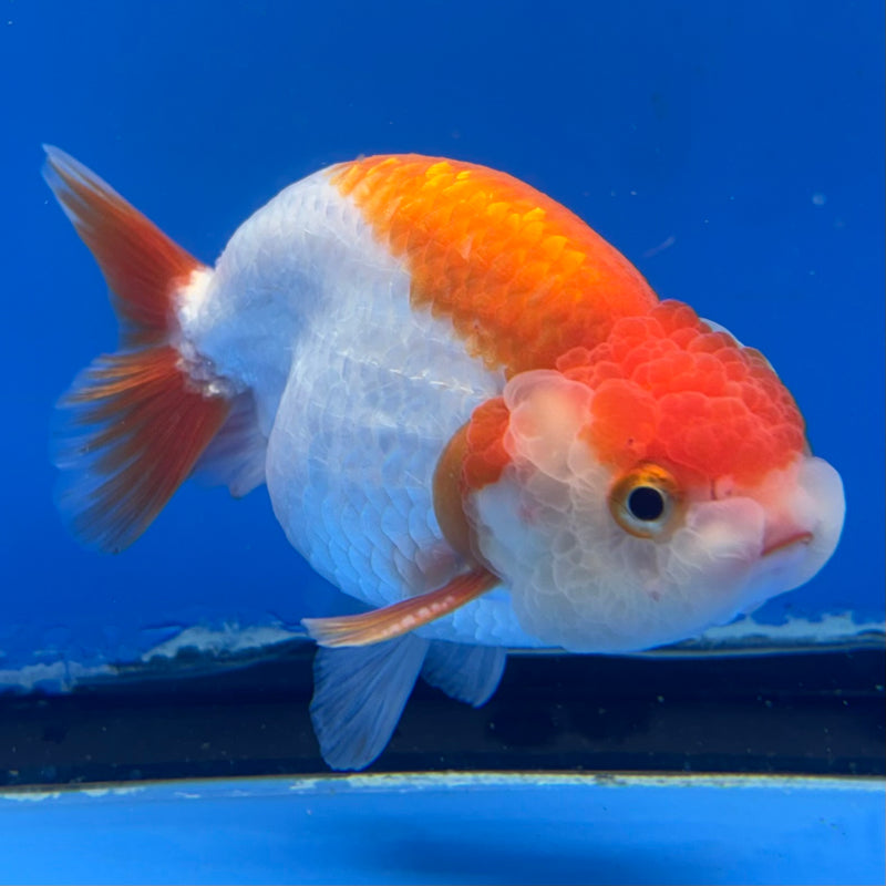 Thai Ranchu Red/White 3.5” Body Male(CK-832)R3A13