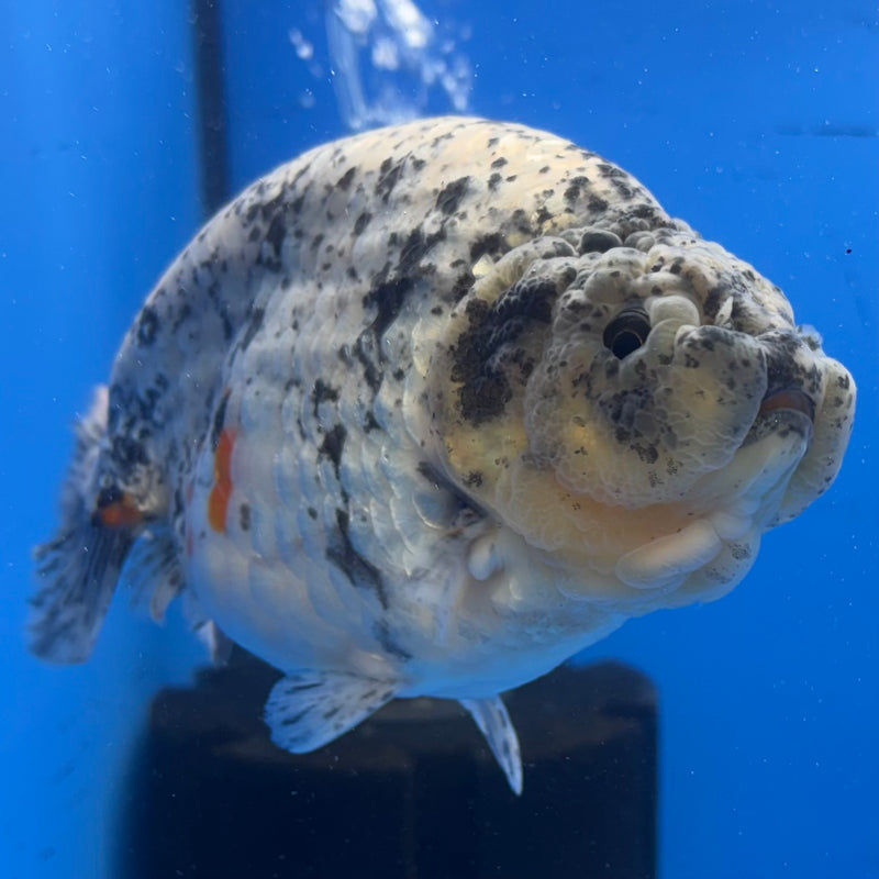 Thai Super Jumbo Calico Ranchu 6” Body Male(CK-CRP-JO1140)