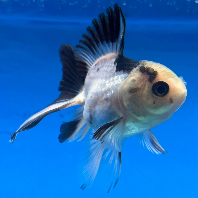Thai Oranda Button Eye Panda 2” Body Male(CK-1299)R3B17