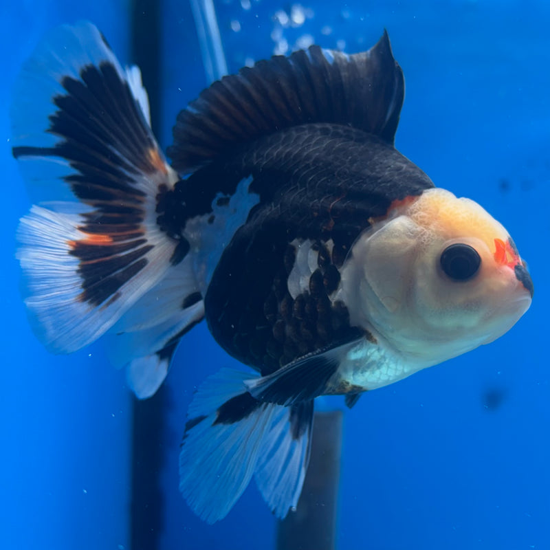 Thai Oranda Tri-Color 3” Body Male(CK-840)R3B20