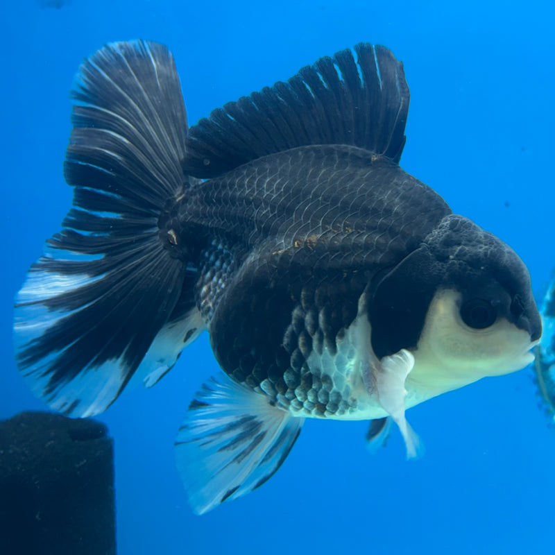 Thai Oranda Panda 3.5” Body Male(QGF-CK-1079)SHOWTANK