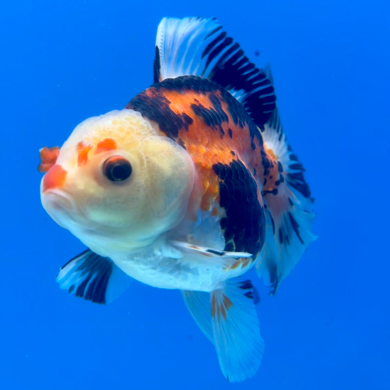 Thai Oranda Lemon Head Apache 3.5” Body Female(CK-1197)SHOWTANK