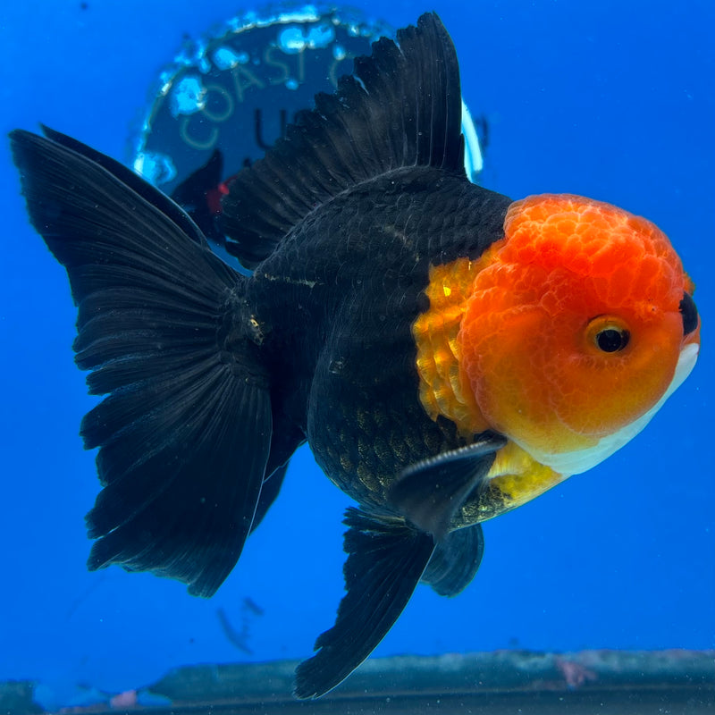 Thai Oranda Apache 3.5" Male(CK-1544)R2B06