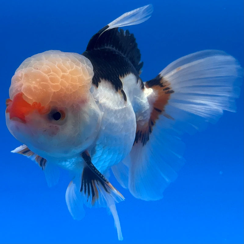 Thai Oranda JUMBO Tri-Color 4” Body Male(CK-1371)R1B12