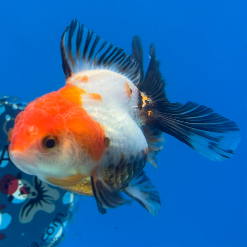 Thai Oranda NOK Apache 2.5” Body Female(NOK-CK-1182)R3B15